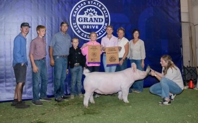 5th Overall Yorkshire Gilt – 2024 Kansas State Fair