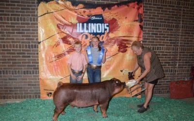 1st Place Duroc Barrow – 2024 Illinois State Fair Open Show