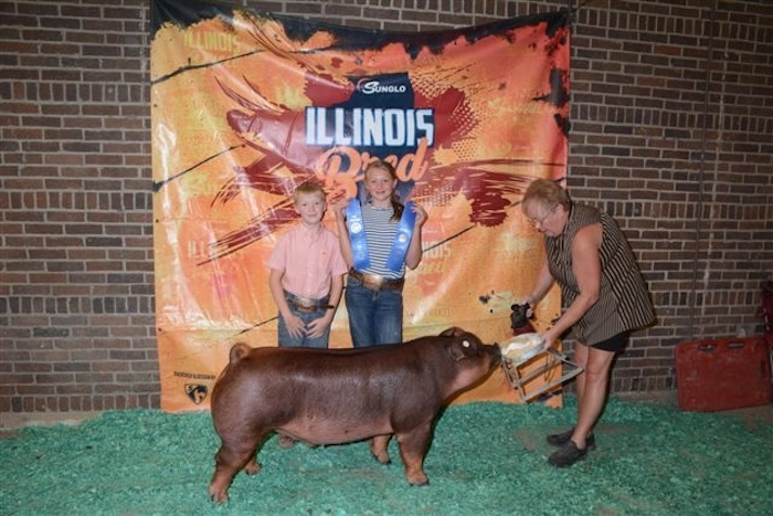 1st Place Duroc Barrow – 2024 Illinois State Fair Open Show