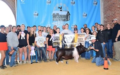 4th Overall Barrow & Reserve Champion Dark Cross (FFA) – 2024 Missouri State Fair