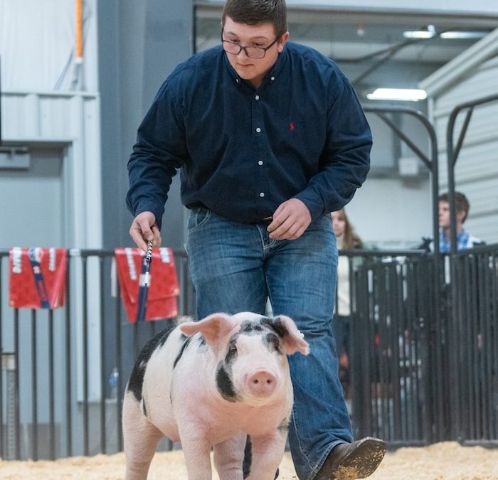 Reserve Dark AOB Gilt  – 2024 Cheyenne Livestock Expo