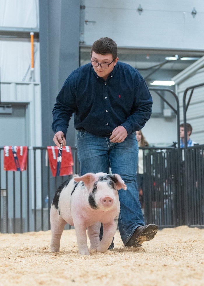 Reserve Dark AOB Gilt  – 2024 Cheyenne Livestock Expo