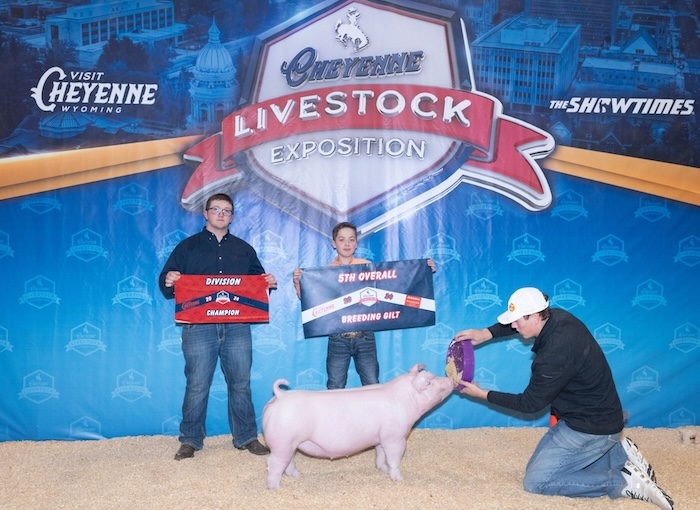 5th Overall Gilt & Champion Chester – 2024 Cheyenne Livestock Expo