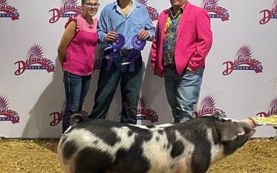 Champion Spot GIlt – 2024 Delaware State Fair