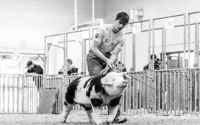 3rd Overall Spot Market Hog – 2024 Aksarben