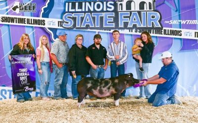 3rd Overall Spot Gilt – 2024 Illinois State Fair Jr Show