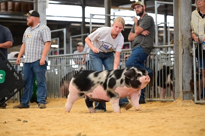 Reserve Champion Spot Gilt – 2024 Missouri State Fair FFA Show