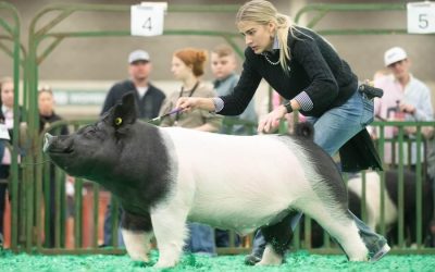 Reserve Champion Division 3 Crossbred Market Hog – 2024 NAILE