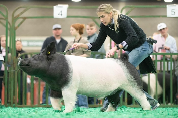 Reserve Champion Division 3 Crossbred Market Hog – 2024 NAILE