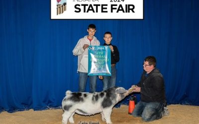 4th Overall Division 1 Spot Gilt – 2024 Indiana State Fair Jr Show
