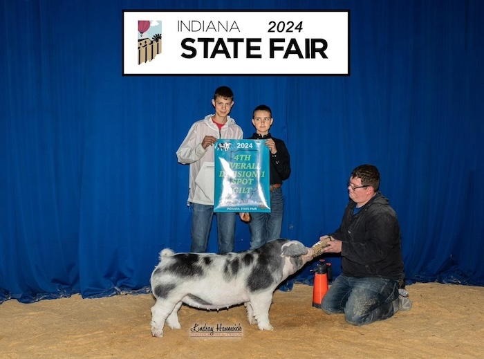 4th Overall Division 1 Spot Gilt – 2024 Indiana State Fair Jr Show