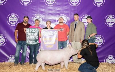 7th Overall Market Hog & Champion Yorkshire – 2024 Michigan Livestock Expo
