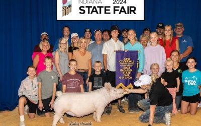 3rd Overall Yorkshire Barrow – 2024 Indiana State Fair Jr Show