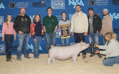 Champion Landrace Barrow – 2024 NJSA Western Regional