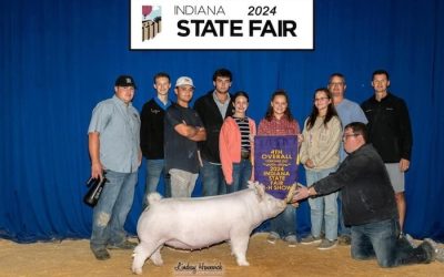 4th Overall Yorkshire Gilt – 2024 Indiana State Fair Jr Show