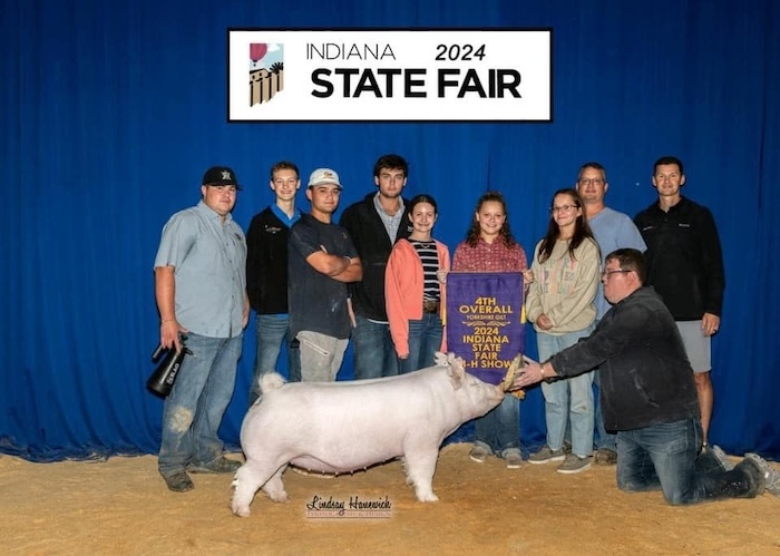 4th Overall Yorkshire Gilt – 2024 Indiana State Fair Jr Show