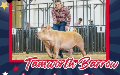 Reserve Overall TP Barrow & Champion Tamworth  – 2024 TP Junior Classic