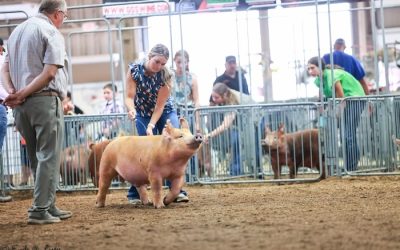 Champion Tamworth Barrow – 2024 Ohio State Fair Open Show