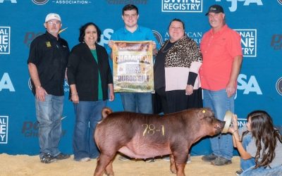 Champion Duroc Gilt – 2024 NSR Fall Exposition Open Show