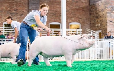 Reserve Champion Landrace Barrow – 2024 Iowa State Fair FFA Show