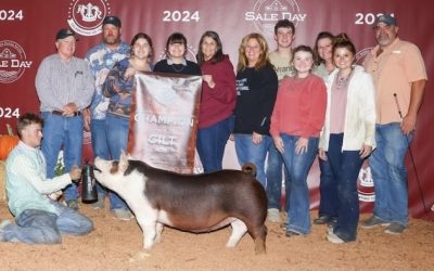 Champion AOB Gilt – 2024 American Royal