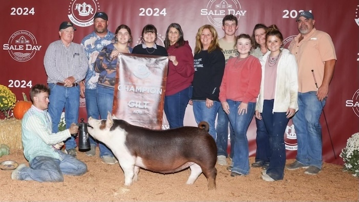 Champion AOB Gilt – 2024 American Royal