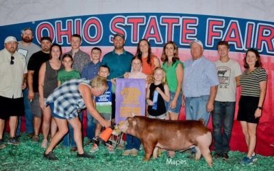 Reserve Champion Hereford Barrow – 2024 Ohio State Fair Jr Show