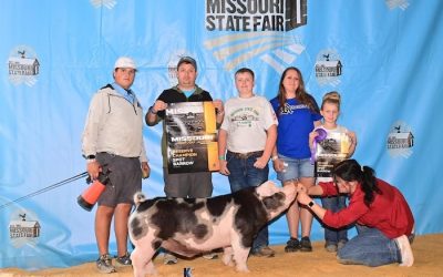 Champion Spot Barrow – 2024 Missouri State Fair 4-H Show