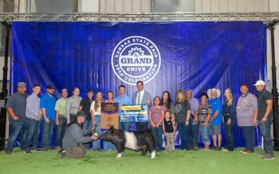 Grand Overall Market Hog & Champion Crossbred – 2024 Kansas State Fair