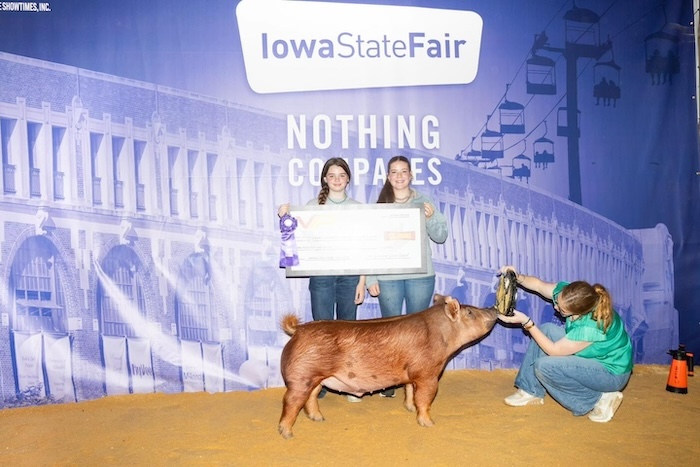 Champion Tamworth Barrow – 2024 Iowa State Fair 4-H Show