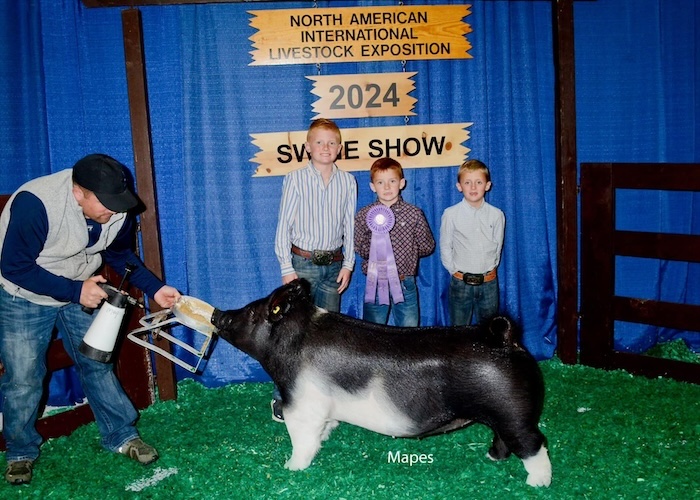 Reserve Champion Division 3 Crossbred Gilt – 2024 NAILE