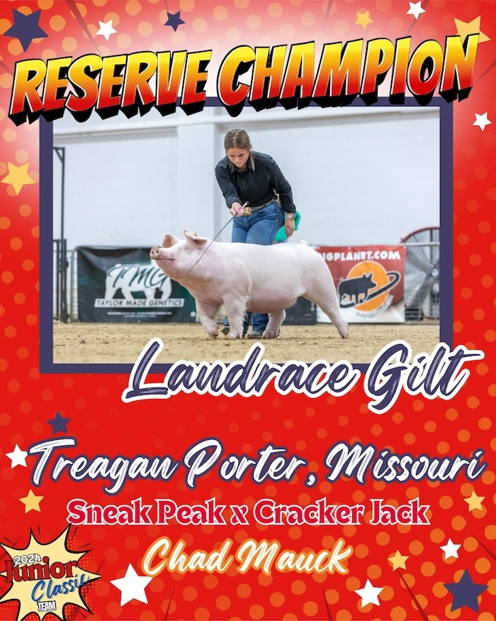 Reserve Champion Landrace Gilt – 2024 TP Junior Classic