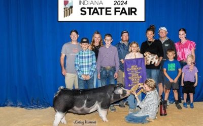 4th Overall Spot Gilt – 2024 Indiana State Fair Jr Show