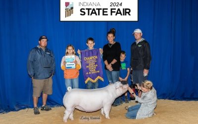 Champion Landrace Gilt – 2024 Indiana State Fair Jr Show