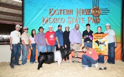 Grand Overall Barrow & Champion Hampshire – 2024 Eastern New Mexico State Fair
