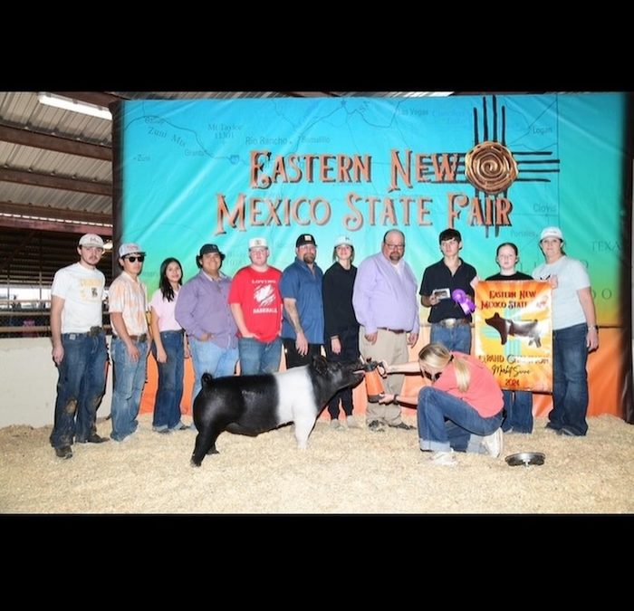 Grand Overall Barrow & Champion Hampshire – 2024 Eastern New Mexico State Fair
