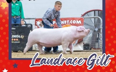 Champion Landrace Gilt – 2024 TP Junior Classic