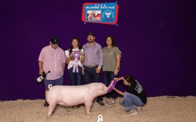 Reserve Champion Landrace Gilt – 2024 Oklahoma State Fair