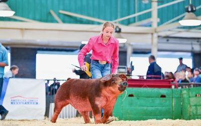 1st Place Duroc Barrow – 2024 Illinois State Fair Jr Show