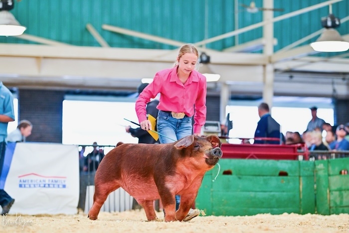 1st Place Duroc Barrow – 2024 Illinois State Fair Jr Show