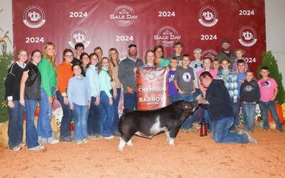 Champion Spot Barrow – 2024 American Royal