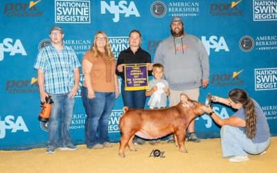 3rd Overall Tamworth Gilt – 2024 The Exposition