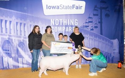 Champion Landrace Barrow – 2024 Iowa State Fair 4-H Show