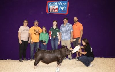 3rd Overall Berkshire Barrow – 2024 Oklahoma State Fair