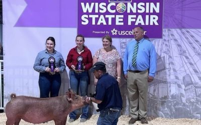 Reserve Champion Tamworth Gilt – 2024 Wisconsin State Fair