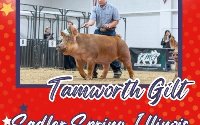 Reserve Champion Tamworth Gilt – 2024 TP Junior Classic