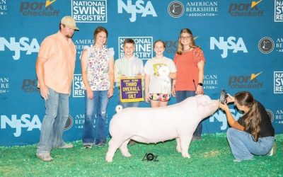 3rd Overall Landrace Gilt  – 2024 NJSS