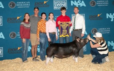 Reserve Champion Berkshire Barrow – 2024 NJSA Eastern Regional