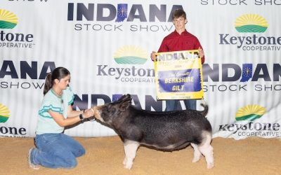 3rd Overall Berkshire Gilt – 2024 Indiana Stock Show Show