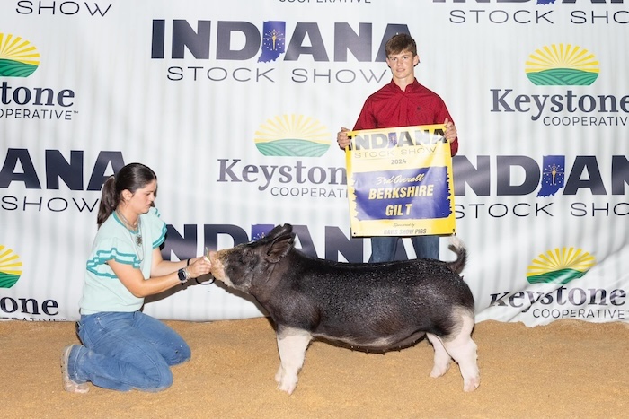 3rd Overall Berkshire Gilt – 2024 Indiana Stock Show Show